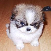 hes pissed off