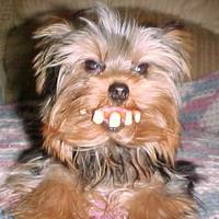 fifi the redneck pooch