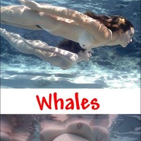 dolphins and whales