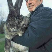 A giant bunny