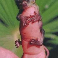 The world's smallest monkey