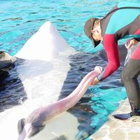 Shaking hands with a whale