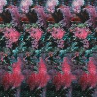 Dolphin stereogram