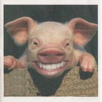 This little piggy went to market
