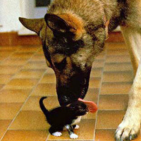 Pussy licking, doggy style