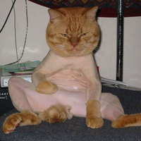 Shaved pussy