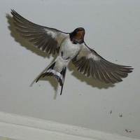 fit bird