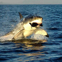 seal-jitas