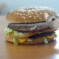 hamburger special