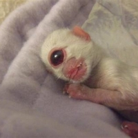 Cyclops Kitten
