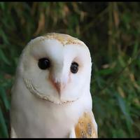 Who Owl
