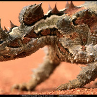 horny toad
