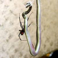 Australian Redback eating a snake
