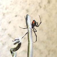 Australian Redback eating a snake 2