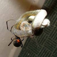 Australian Redback eating a snake 3