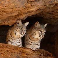 Bobcats Tucson Arizona