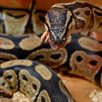 Snack time for snake
