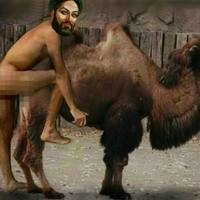 Camel HUMPers