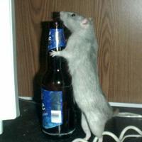 Drunk rat
