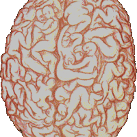 The male brain