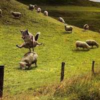 The sheep jump