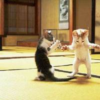 One small step for cats