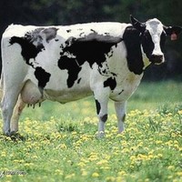 Dairy world