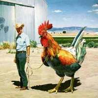 A gigantic cock