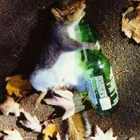The party animal