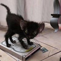Cat and Computer