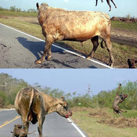 bull-1/ pitbulls-0