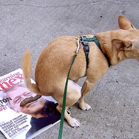 Republican chiuahua... Good dog!