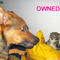 Cats and Dogs