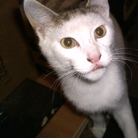 Spanky