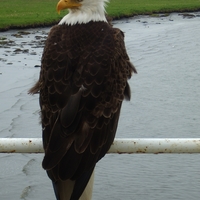 eagle1