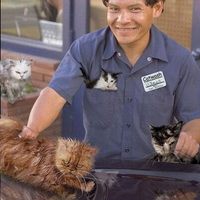 Cat Wash