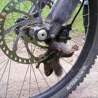 Poor little squirrel