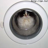 Washing the cat