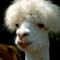 lama doo