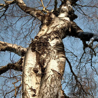 Wood art