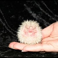Funny looking little fella...little hedgehog