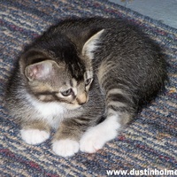baby kitten