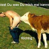 The origins of mad cow disease