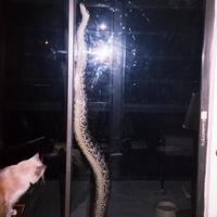 This pussy should stay indoors...