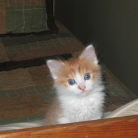 newcat