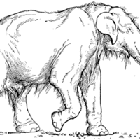straight tusked elephant
