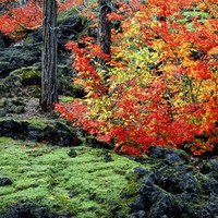 fall color