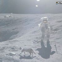 lunar cat