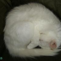My other cat, Siamese/Angora