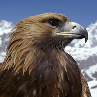 golden eagle